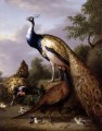 Tobias Stranover Peacock Henne und Hahn Fasan in einer Landschaft Vögel